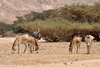 Asian Wild Ass Hybrids - Equus hemionus onager x Equus hemionus kulan