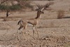 Arava Gazelle - Gazella gazella acaciae