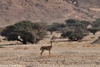 Arava Gazelle - Gazella gazella acaciae