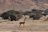 Arava Gazelle - Gazella gazella acaciae