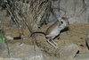 Greater Egyptian Jerboa - Jaculus orientalis