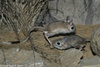 Greater Egyptian Jerboa - Jaculus orientalis