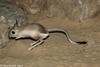 Greater Egyptian Jerboa - Jaculus orientalis