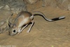 Greater Egyptian Jerboa - Jaculus orientalis