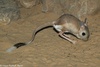 Greater Egyptian Jerboa - Jaculus orientalis