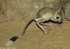 Greater Egyptian Jerboa - Jaculus orientalis