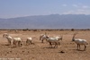 Arabian Oryx - Oryx leucoryx