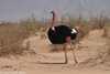 Red-necked Ostrich - Struthio camelus camelus