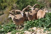 Urmia Wild Sheep - Ovis ammon urmiana