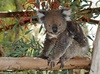 Victoria Koala - Phascolarctos cinereus victor