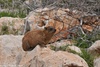 Syrian Rock Hyrax - Procavia capensis syriacus