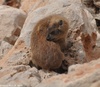 Syrian Rock Hyrax - Procavia capensis syriacus