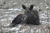 Female European Moose - Alces alces alces
