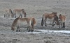 Przewalski's Wild Horse - Equus przewalskii