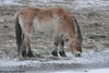 Przewalski's Wild Horse - Equus przewalskii