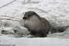 European Otter - Lutra lutra lutra