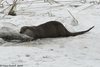 European Otter - Lutra lutra lutra