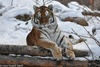 Amur Tiger - Panthera tigris altaica