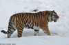 Amur Tiger - Panthera tigris altaica