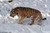 Amur Tiger - Panthera tigris altaica