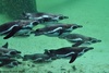 Humboldt Penguin - Spheniscus humboldti