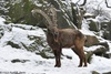 Siberian Ibex - Capra sibirica