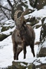 Siberian Ibex - Capra sibirica