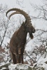 Siberian Ibex - Capra sibirica