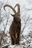 Siberian Ibex - Capra sibirica