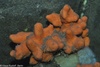 Dead Man's Fingers - Alcyonium digitatum