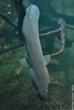 European Eel - Anguilla anguilla