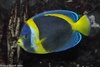 Scribbled Angelfish - Chaetodontoplus duboulayi