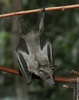 Straw-coloured Fruit Bat - Eidolon helvum helvum