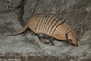 Six-banded Armadillo - Euphractus sexcinctus