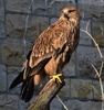 Eastern Imperial Eagle - Aquila heliaca