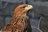 Eastern Imperial Eagle - Aquila heliaca