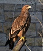 Eastern Imperial Eagle - Aquila heliaca