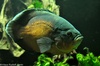 Oscar Fish - Astronotus ocellatus