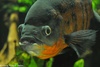 Oscar Fish - Astronotus ocellatus