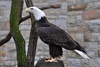 Bald Eagle - Haliaeetus leucocephalus