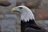 Bald Eagle - Haliaeetus leucocephalus