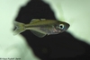 Threadfin Rainbowfish - Iriatherina werneri