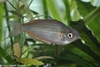 Lake Eacham Rainbowfish - Melanotaenia eachamensis