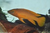 Lake Tanganyika Golden Cichlid - Neolamprologus leleupi