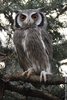 Southern White-faced Scops Owl - Ptilopsis granti