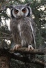 Southern White-faced Scops Owl - Ptilopsis granti