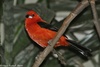 Brazilian Tanager - Ramphocelus bresilius