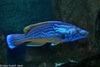 Cuckoo Wrasse - Labrus bimaculatus