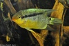 Flag Cichlid - Mesonauta insignis