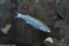 Thicklip Grey Mullet Fish - Mugil labrosus, Chelon labrosus